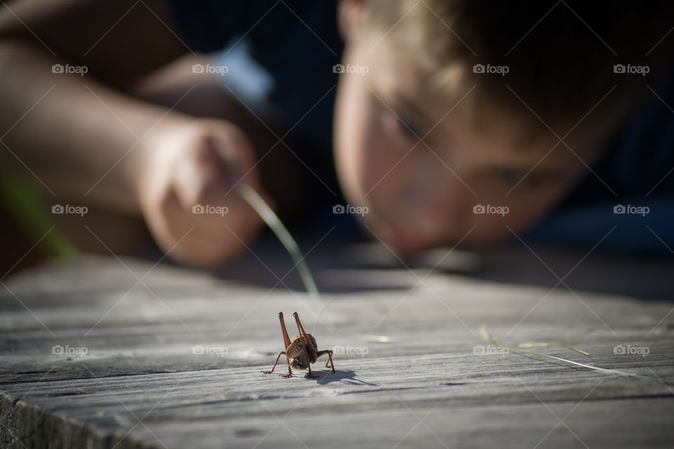 childish curiosity boy and grasshopper