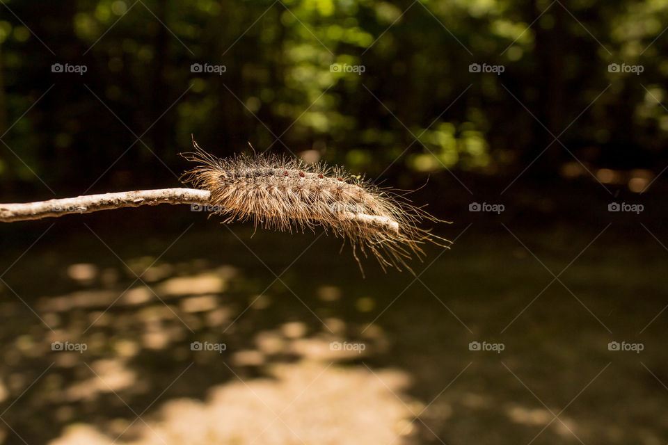 Hairy caterpillar of gipsy moth hanging on the stick