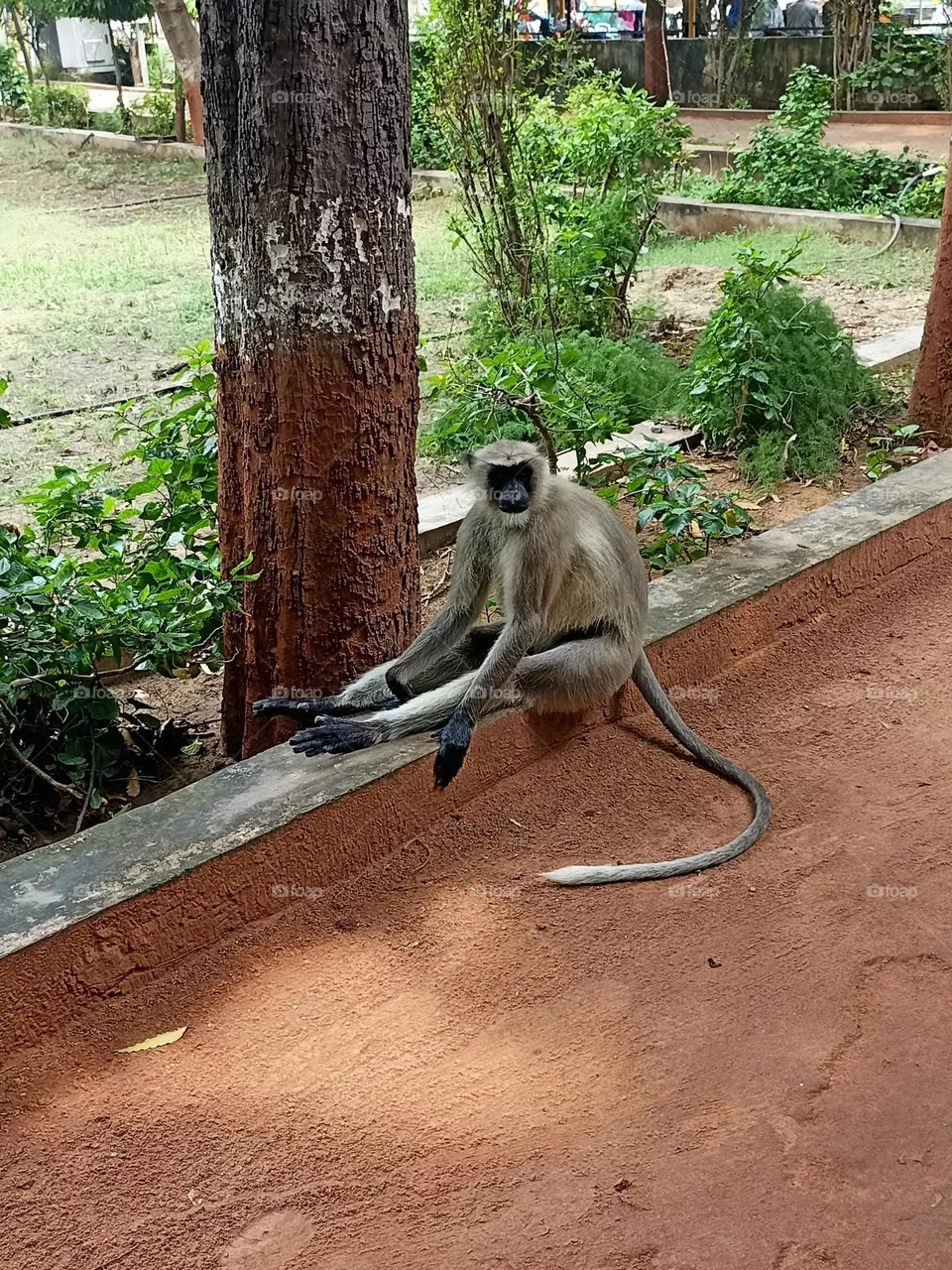 Gray langur