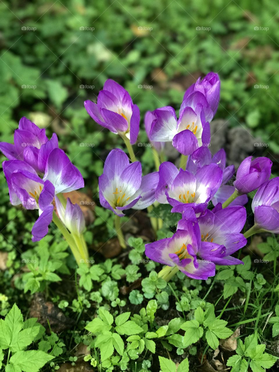Colchicum. Flowering. Grass.