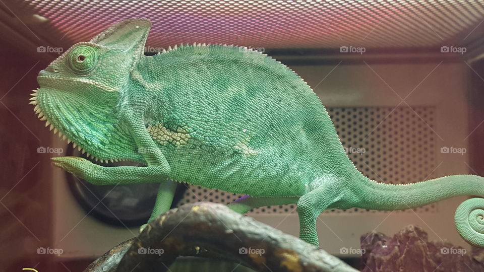chameleon green
