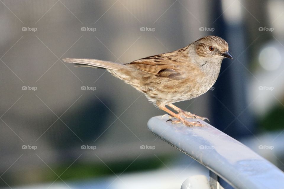 Dunnock 