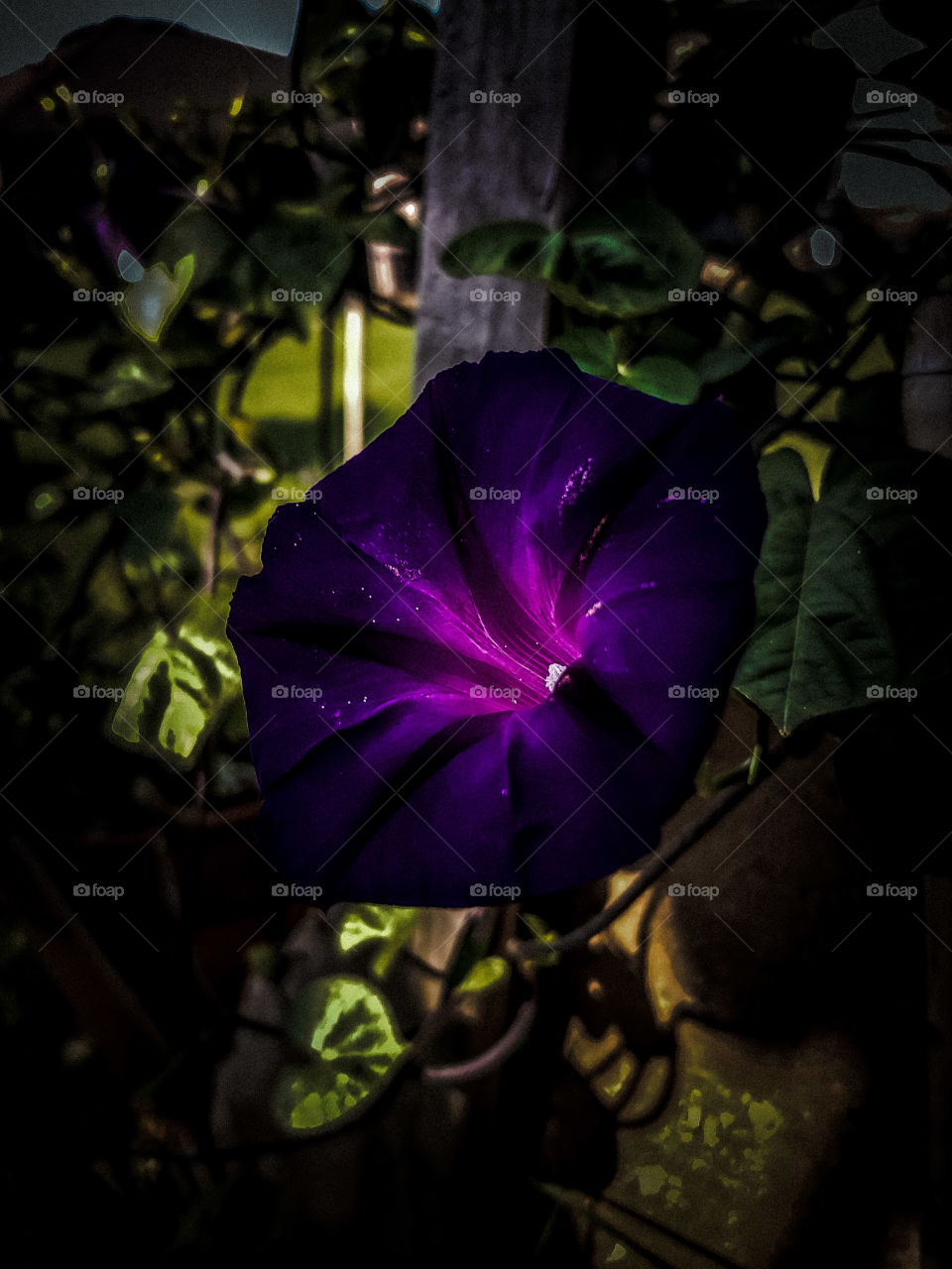 This one I was just having fun with. Such a beautiful flower! Purple petunias.