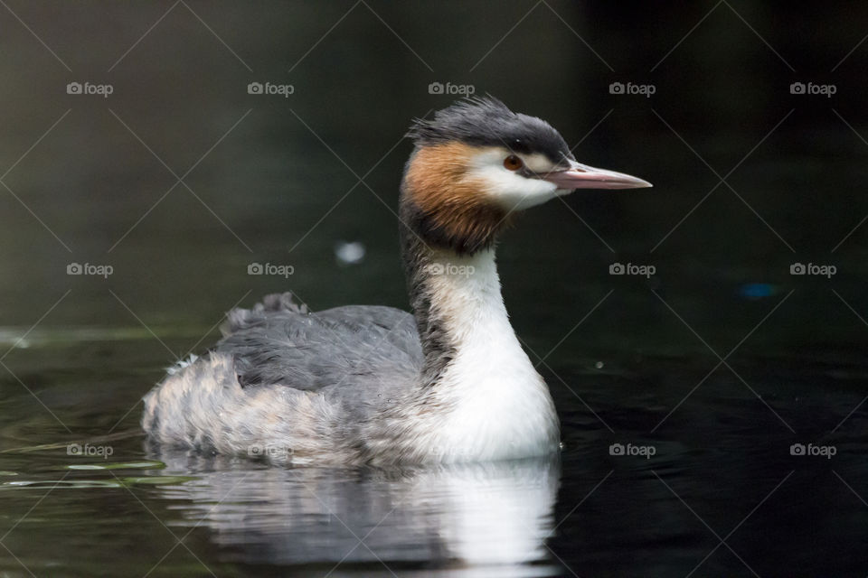 Young duck floating on lake