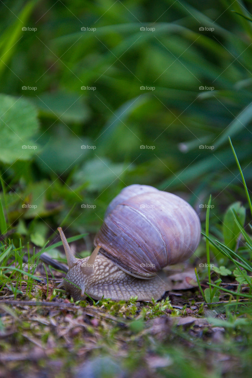 Snail in forest