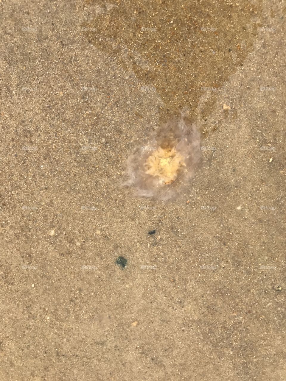 Jellyfish 
