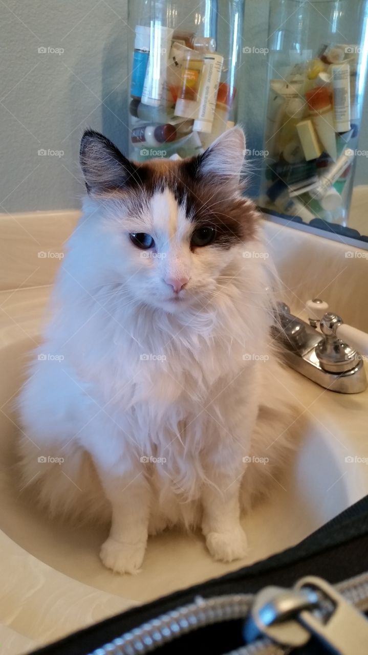 cat in the sink