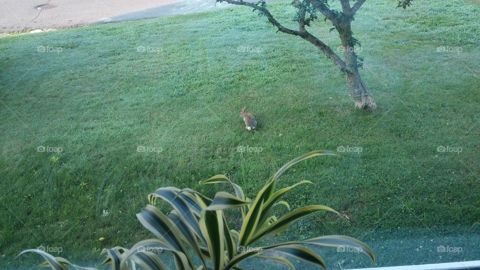 rabbit on my lawn. Looking out the window