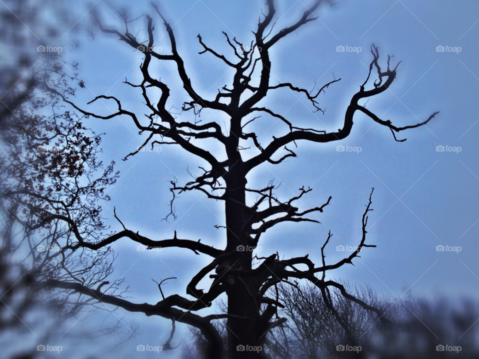 winter sky tree cold by bob54