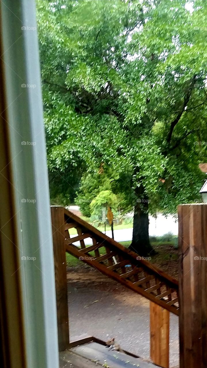 squirrel peeking over the steps making sure the coast is clear!