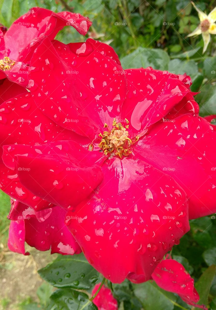 rain drops falling on my petals