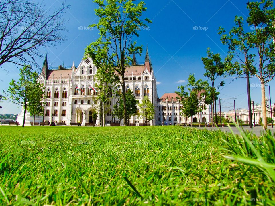 Green grass  in Budapest 