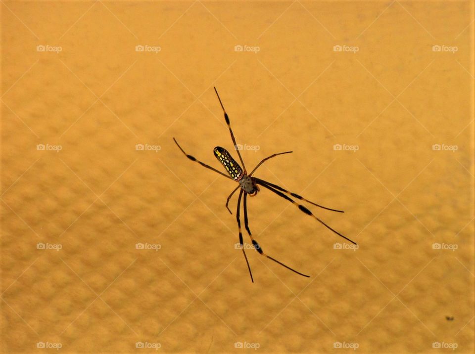 Incredible spider on yellow background