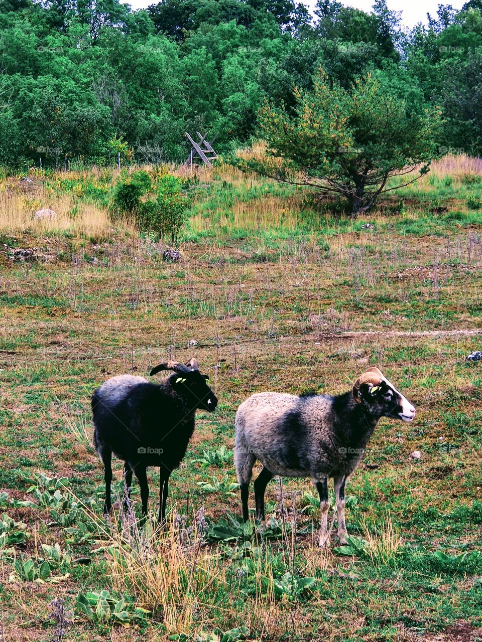 Sheep of Gotland