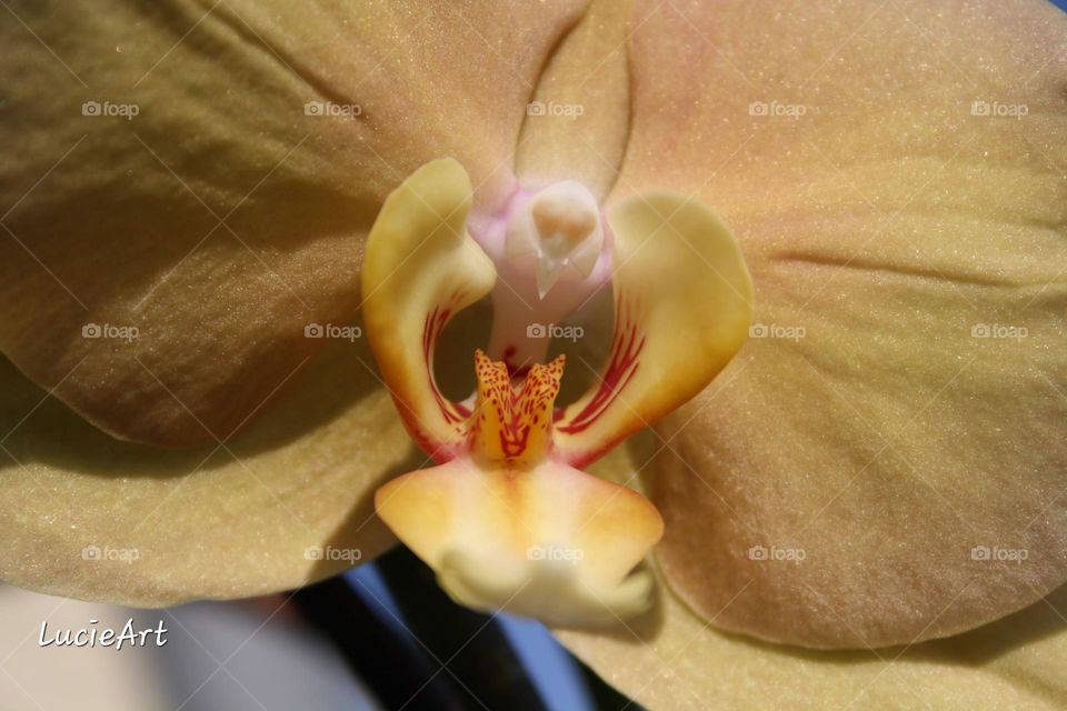 orchid bird