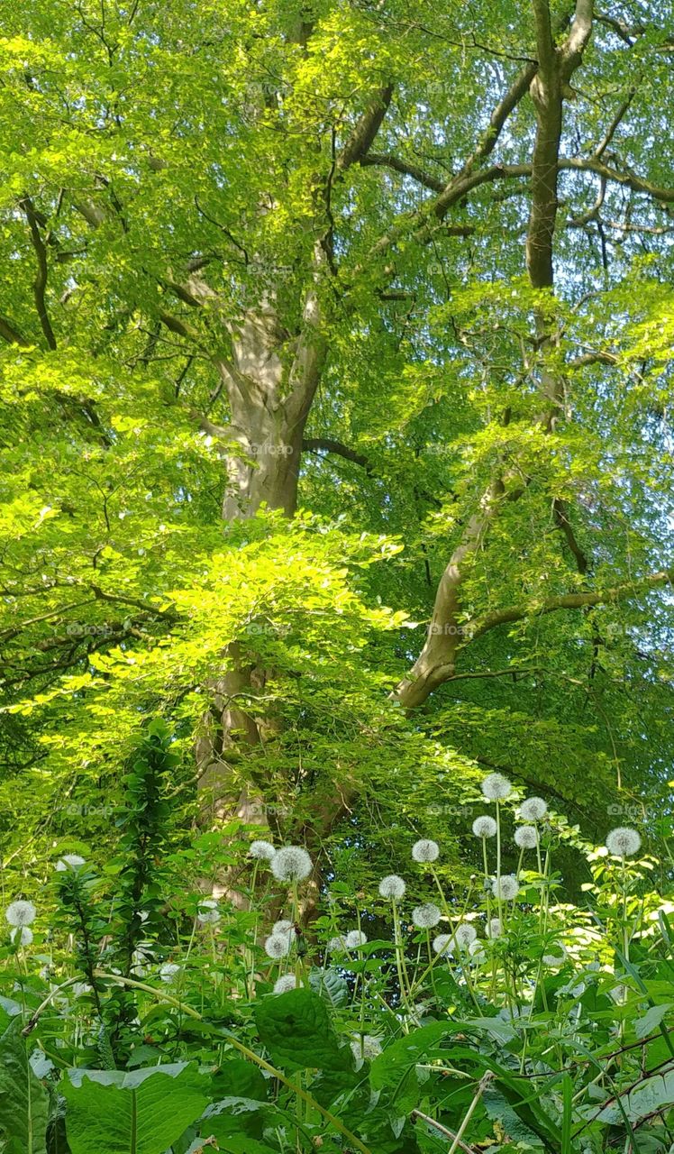Forest wald Bäume baum pusteblume Löwenzahn green grün holz