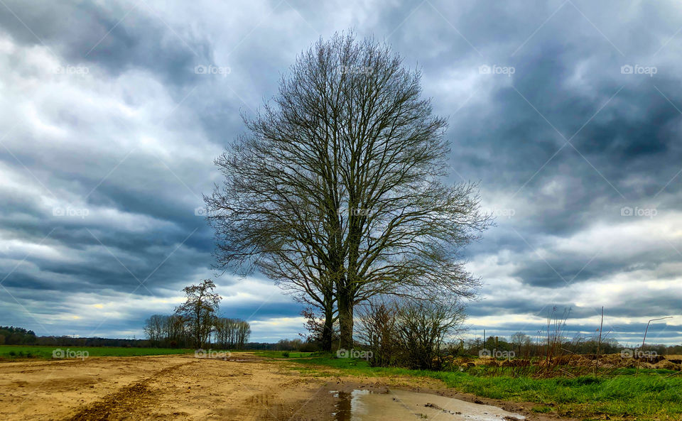 A lone bare tree in a countryside dirtroad landscape under a dark grey cloudy storm sky