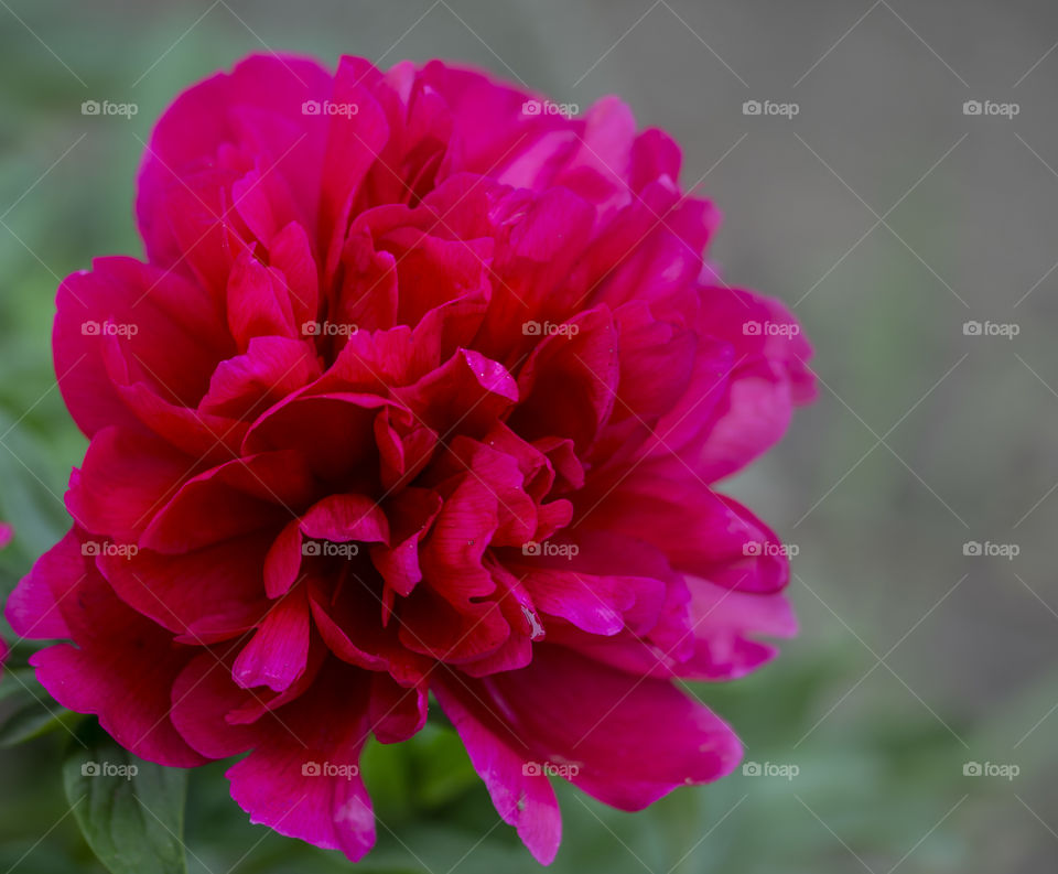 Beautiful pink peony in full bloom
