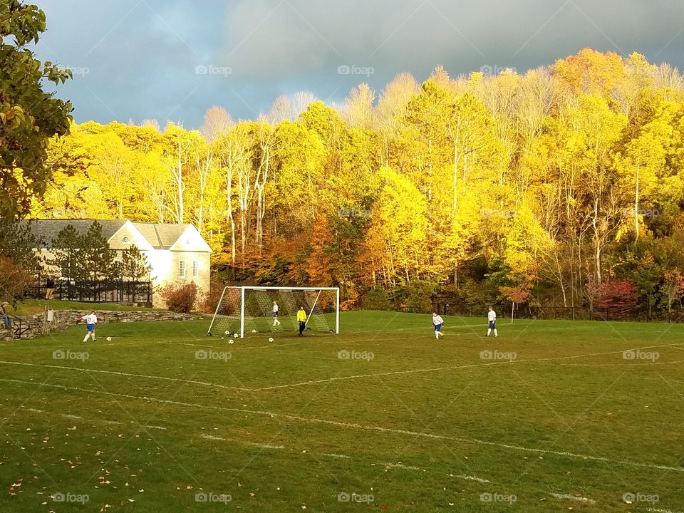 Fall, Tree, Landscape, Park, Season