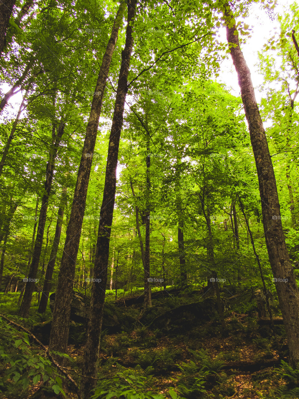 Arkville, New York, sun, sky, clouds, mountains, river, nature summer, top of the mountain , Landscape, view, panoramic view, forest, river, trees, wood, 