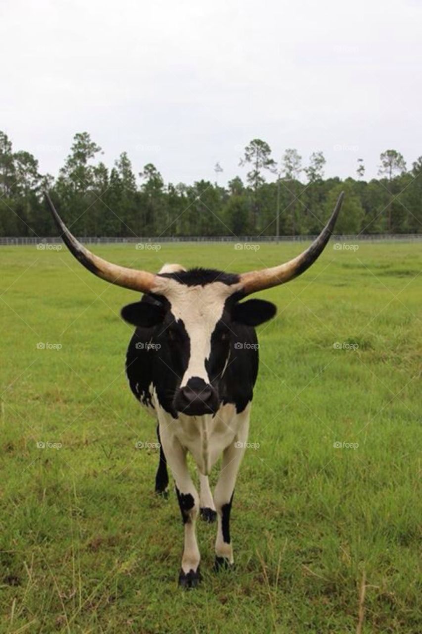 Longhorn cattle 