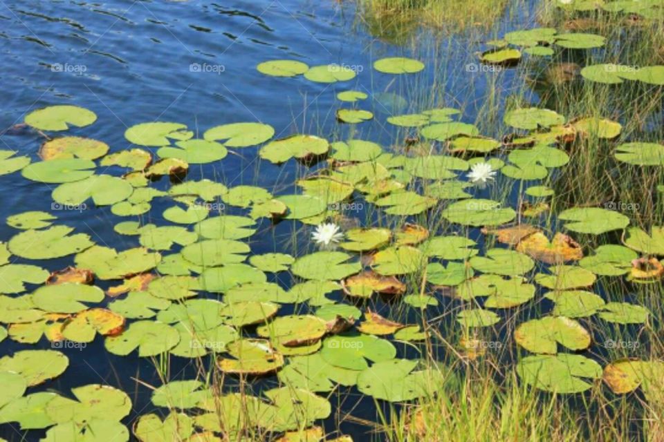 Lake Waldena. The lily pads look beautiful.