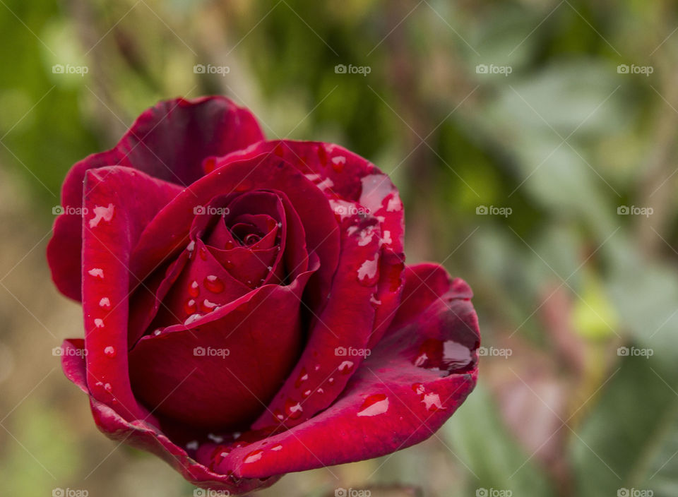 close-up flower