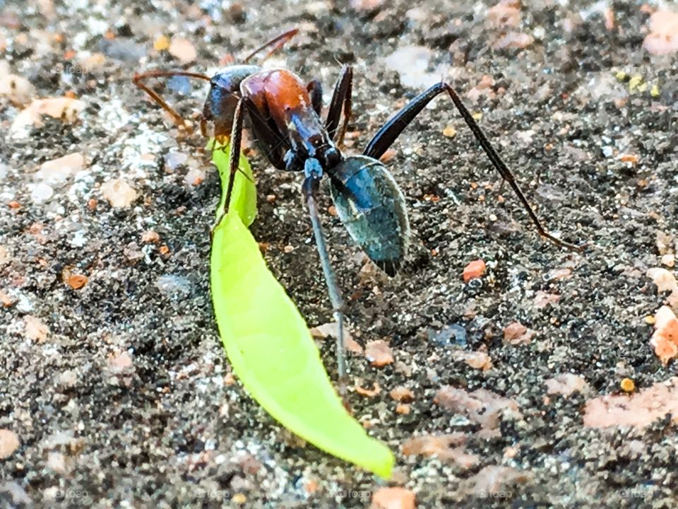 Beautifully coloured Australian worker ant feeding on green leaf closeup details