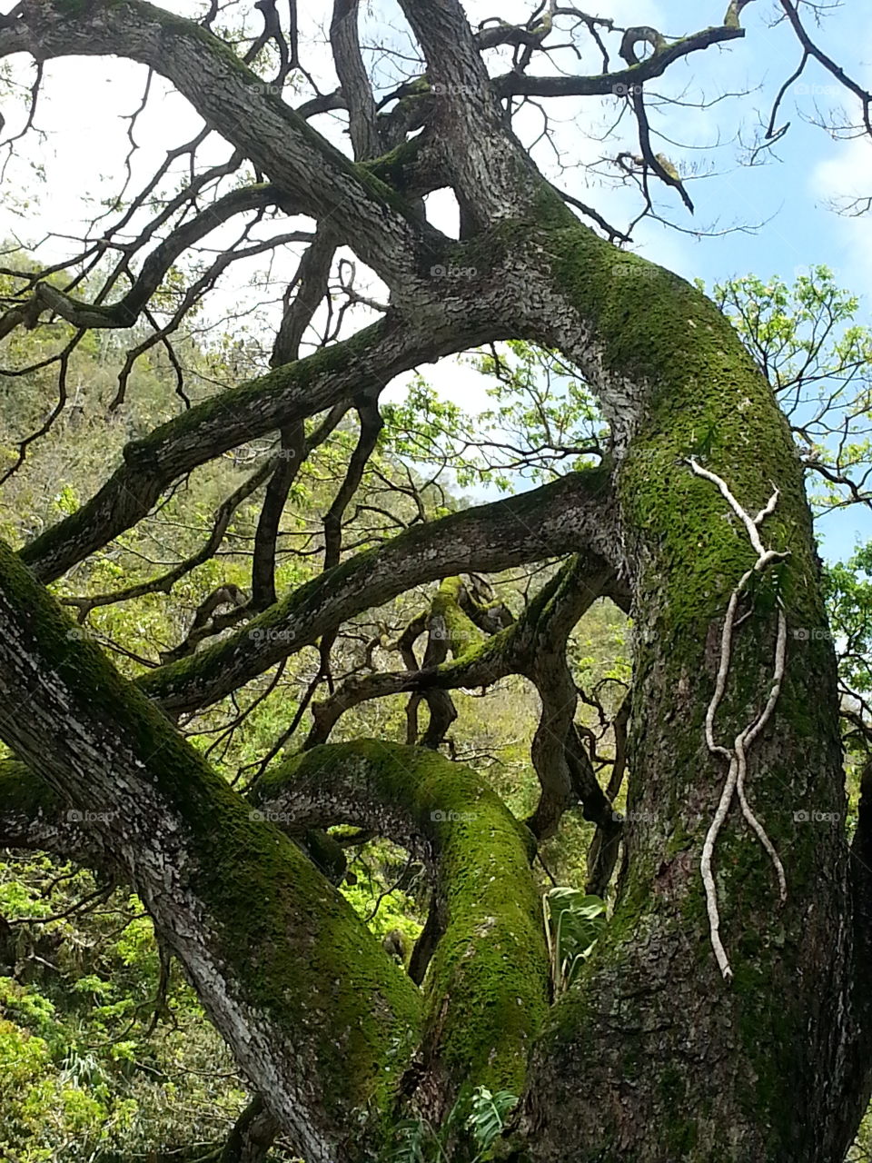 tree in botanical garden