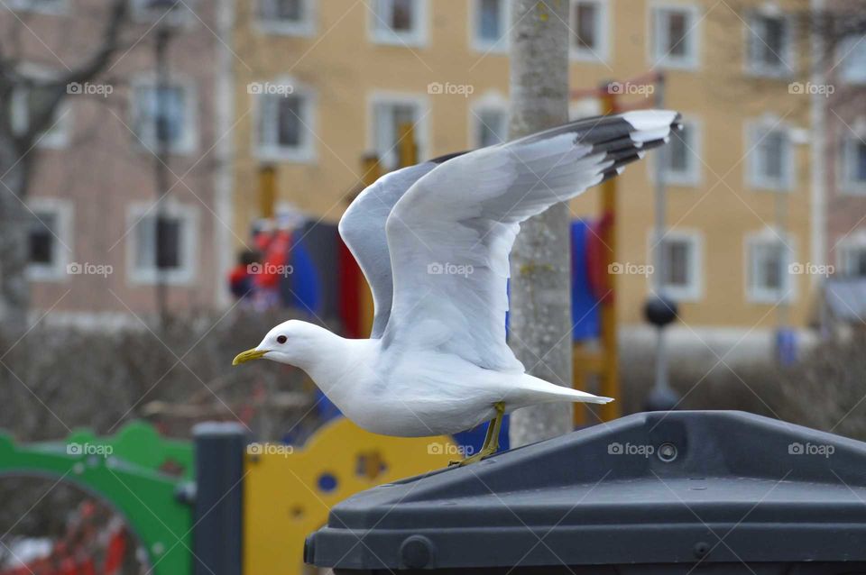 Seagull in the park