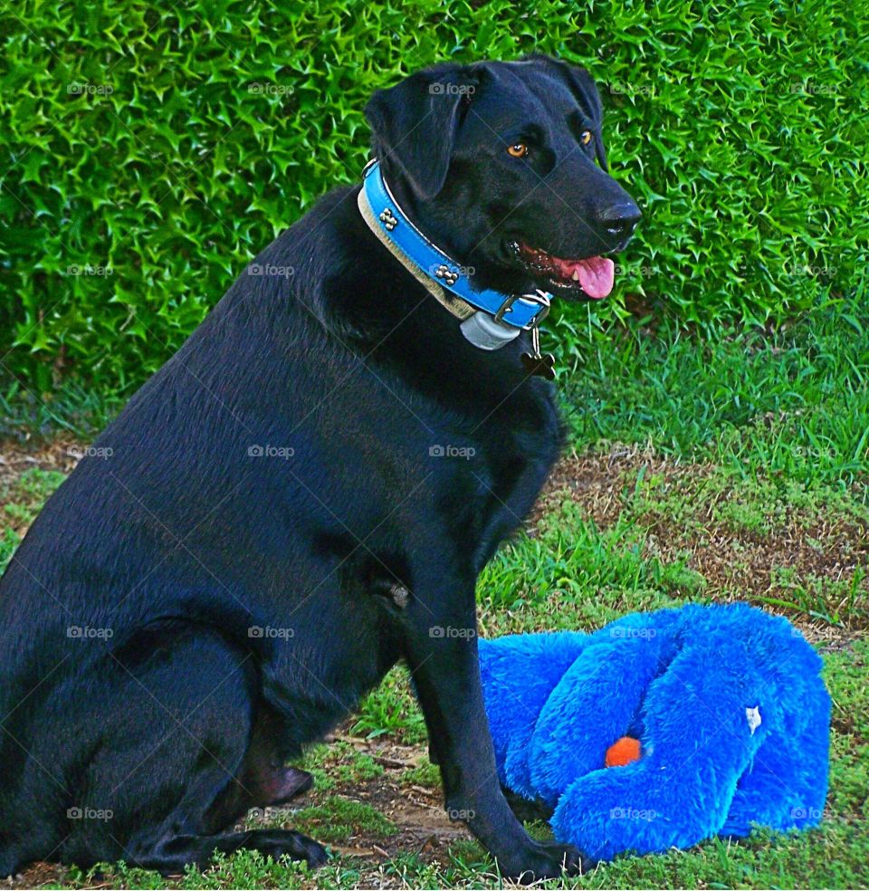 Rescued Black Labrador retriever 