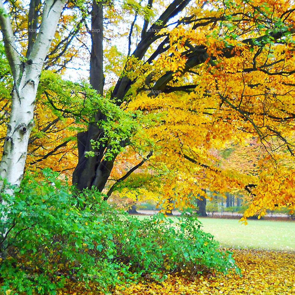 Fall, Leaf, Tree, Wood, Maple