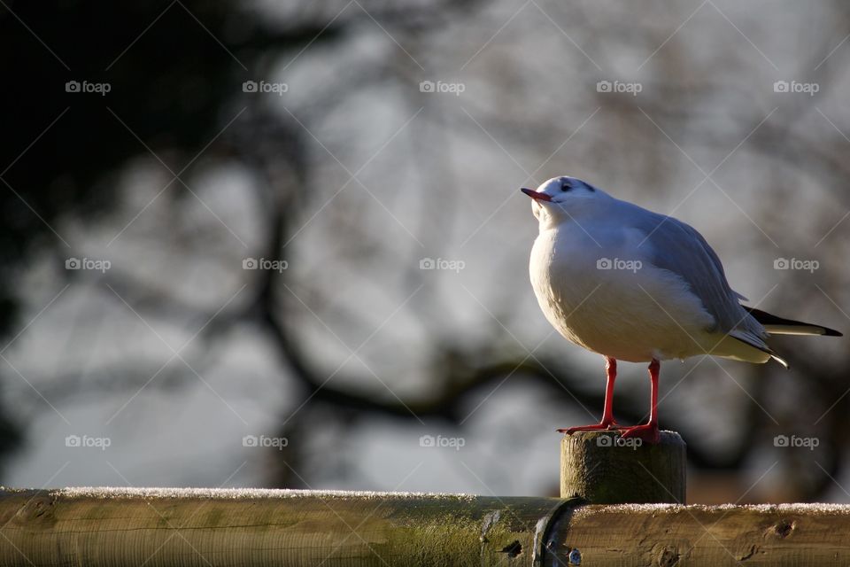 Seagull