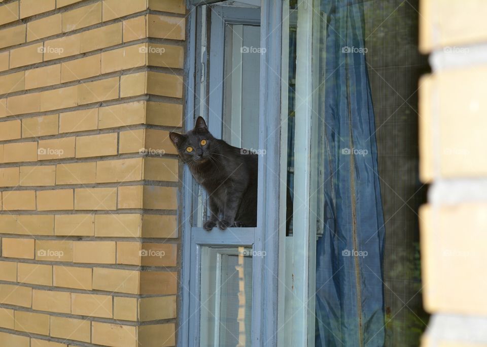 cat on the window view