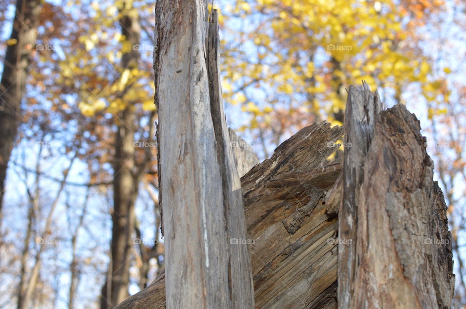 Broken trees on a trail in the forest in autumn 