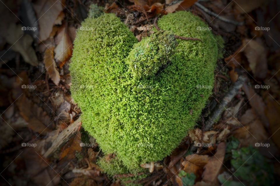 Heart in moss vegetation