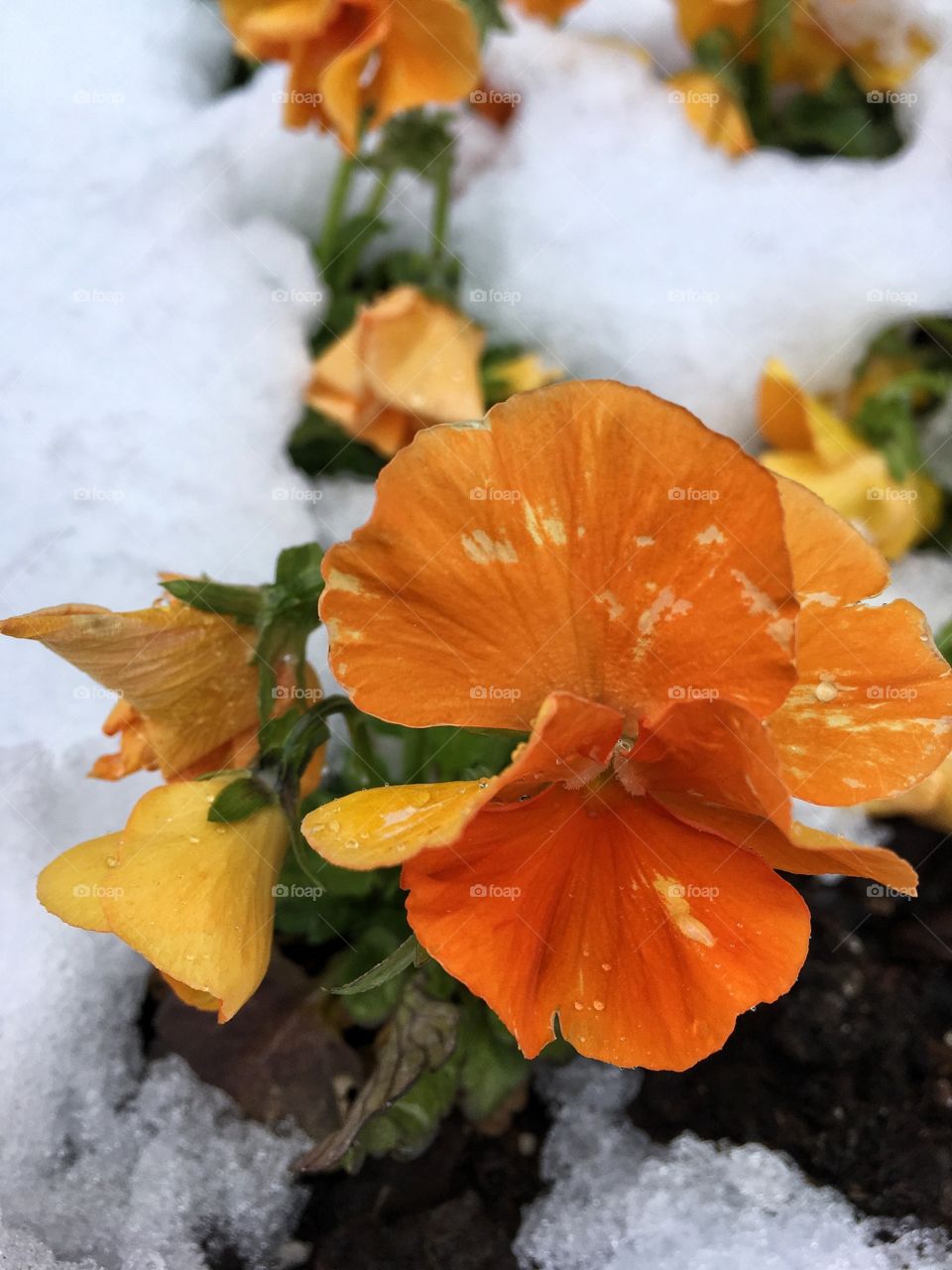 Spring flowers in snow 