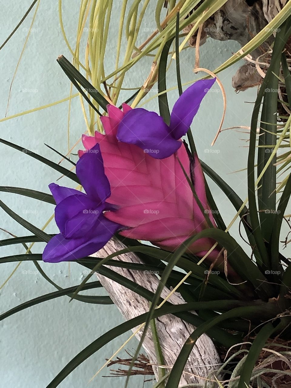 Bromiliads in bloom