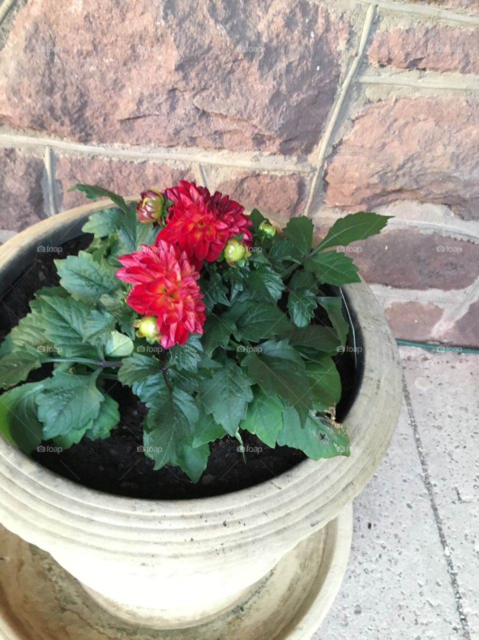 A duo of red dahlias grow in an old Tuscan pot on an old Tuscan house