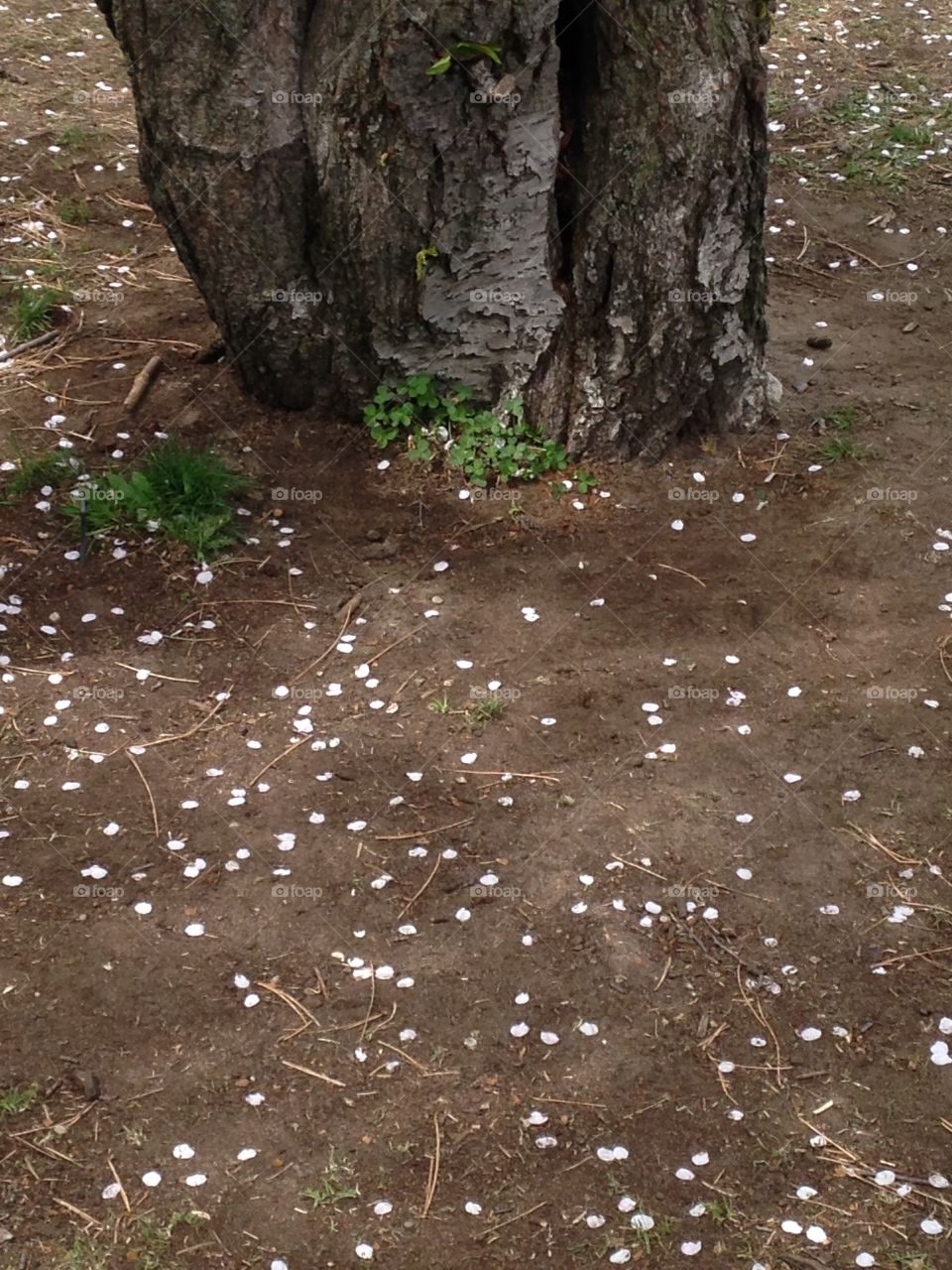 Petals from a Cherry blossom 