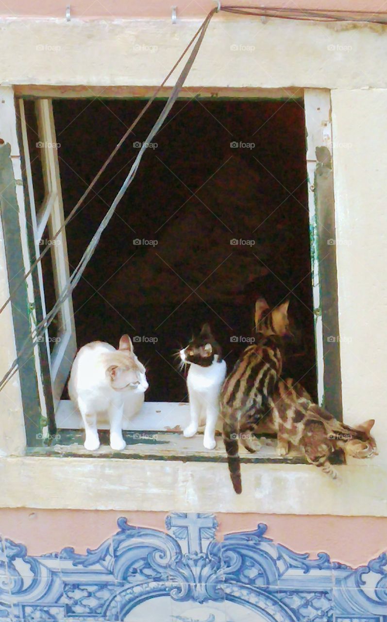 four cats playing by the window