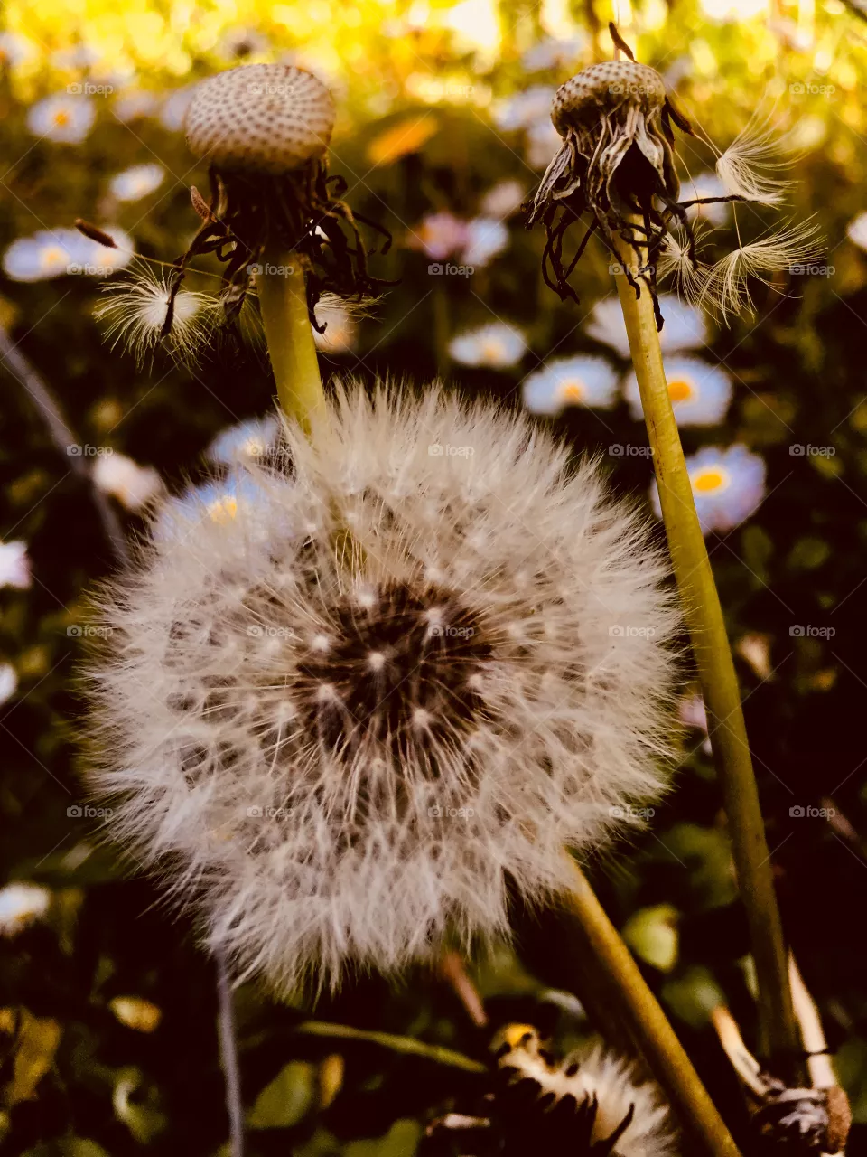 Soffione 