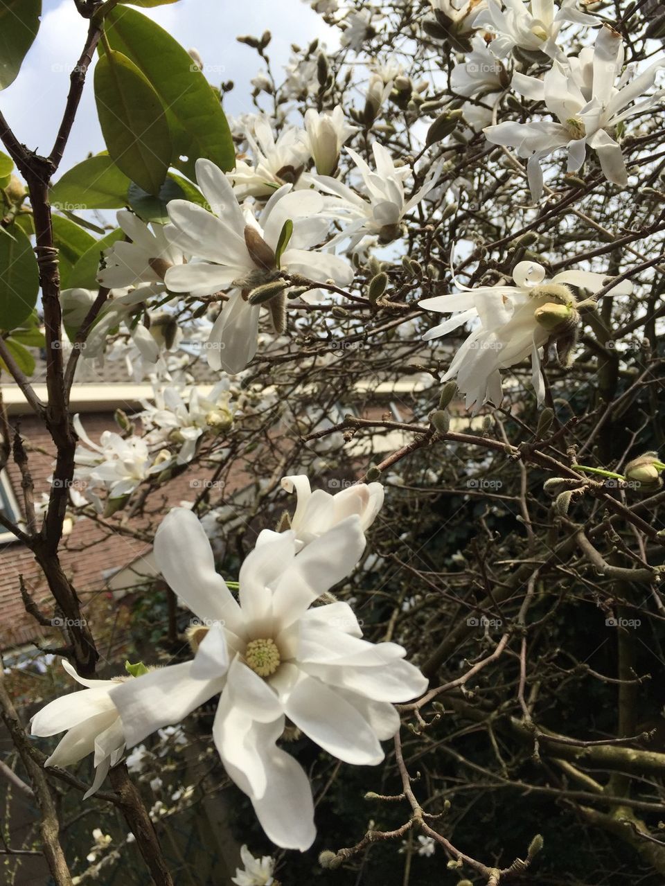 Magnolia tree. Magnolia tree