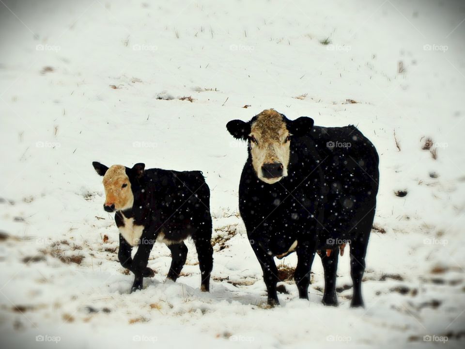 Baby and mom cow in snow