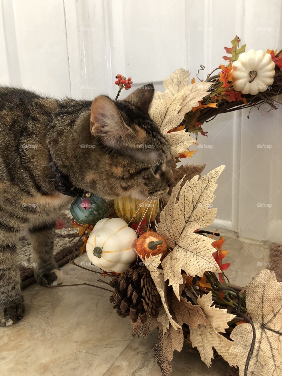 My Allie cat inspecting the fall door wreath 