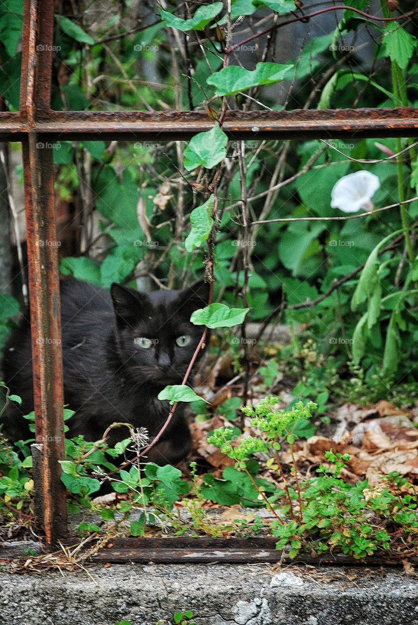 Black cat in ivy