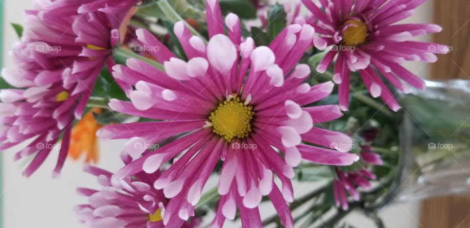 Beautiful spring flowers