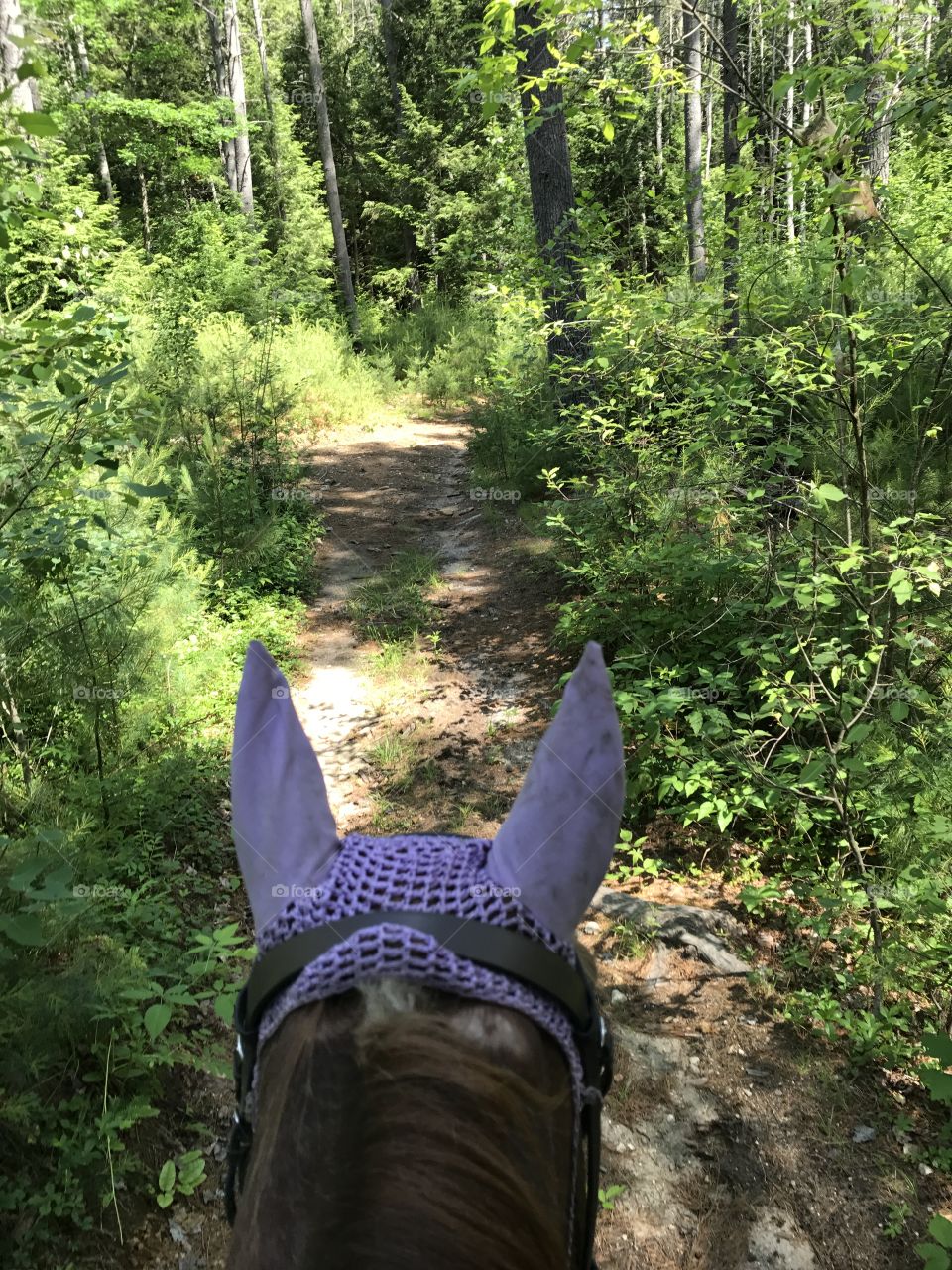 Trail ride