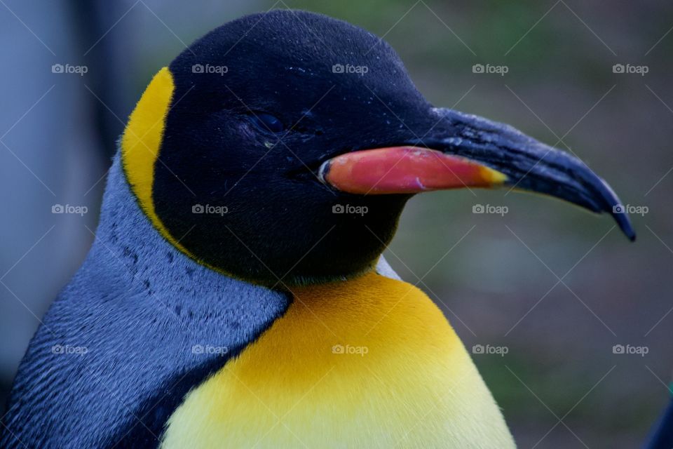 King Penguin