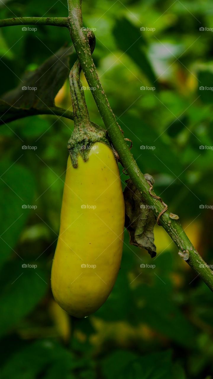 Eggplant, aubergine, brinjal, or baigan is a plant species in the nightshade family Solanaceae. Solanum melongena is grown worldwide for its edible fruit.